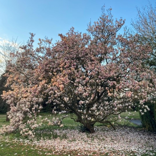 Spring on campus