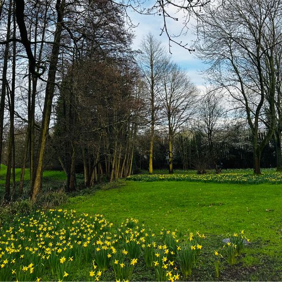 Woodland
