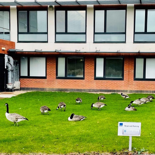 Geese outside WBS building