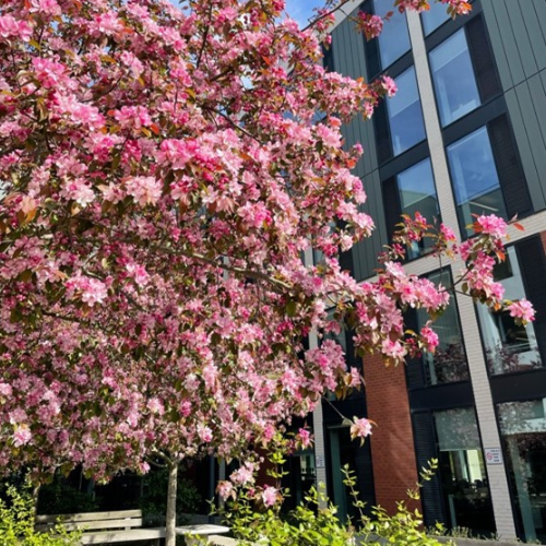 blossom tree