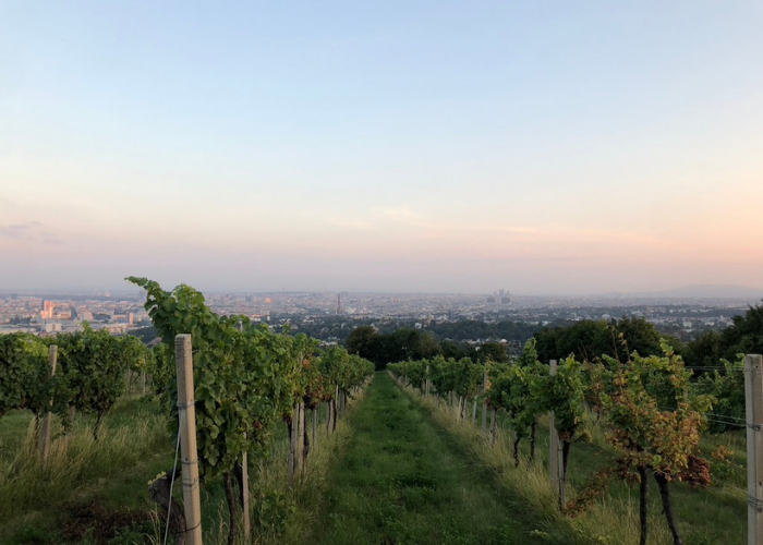 Vineyards in Vienna
