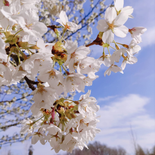 Campus in Spring