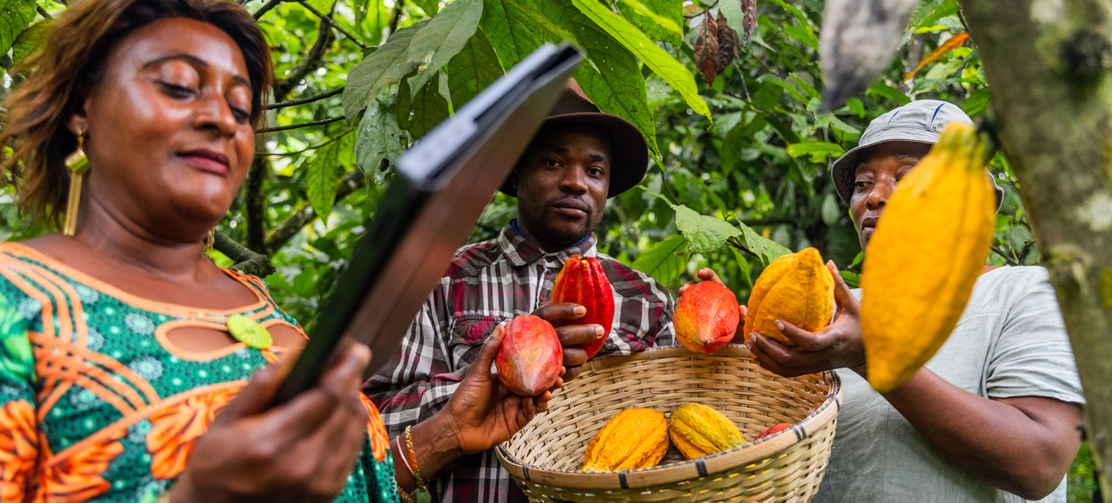 a black woman looks at a cocoa plant in Africa a black woman looks at a cocoa plant in Africa