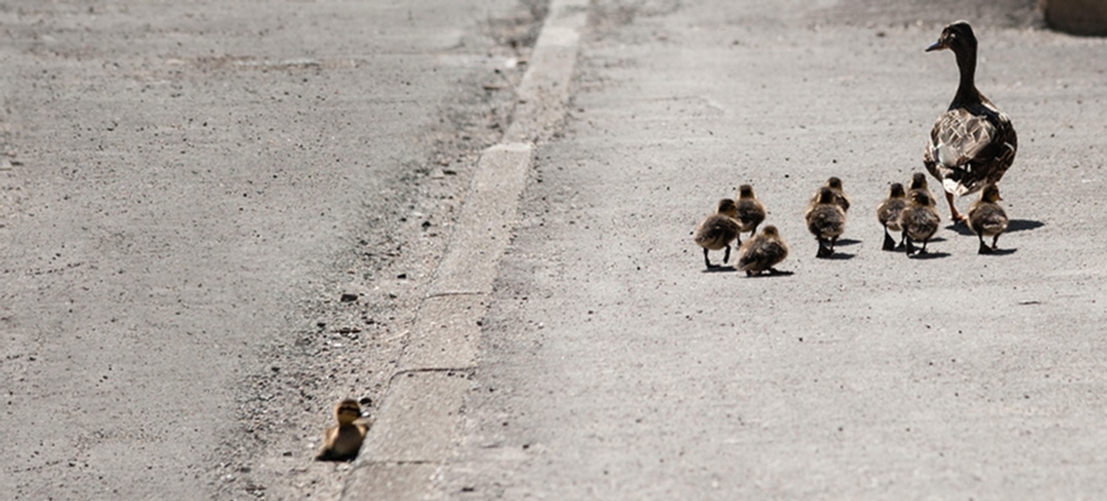 A mother duck walking leading her ducklings as they walk on a pavement leaving one behind on the curb. A mother duck walking leading her ducklings as they walk on a pavement leaving one behind on the curb.