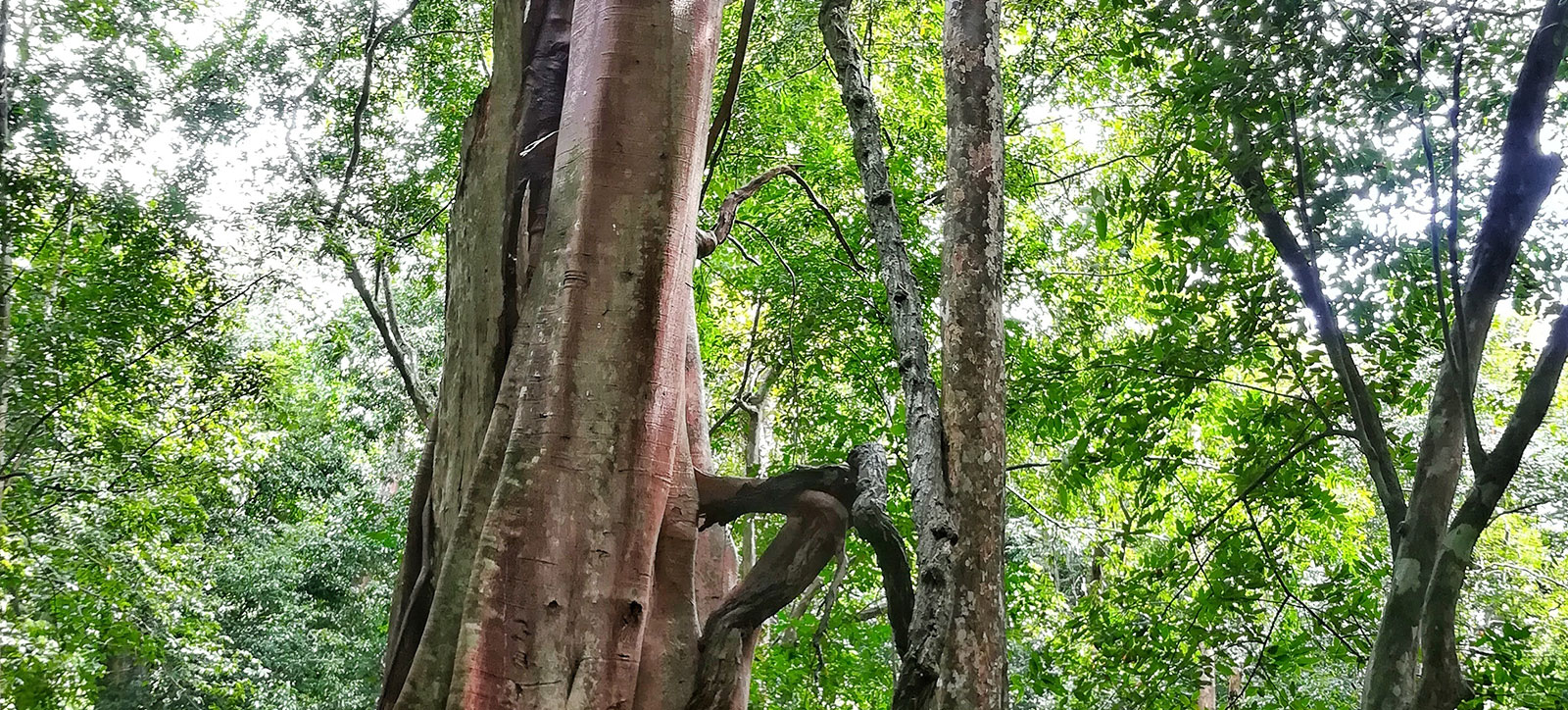Ecosystem