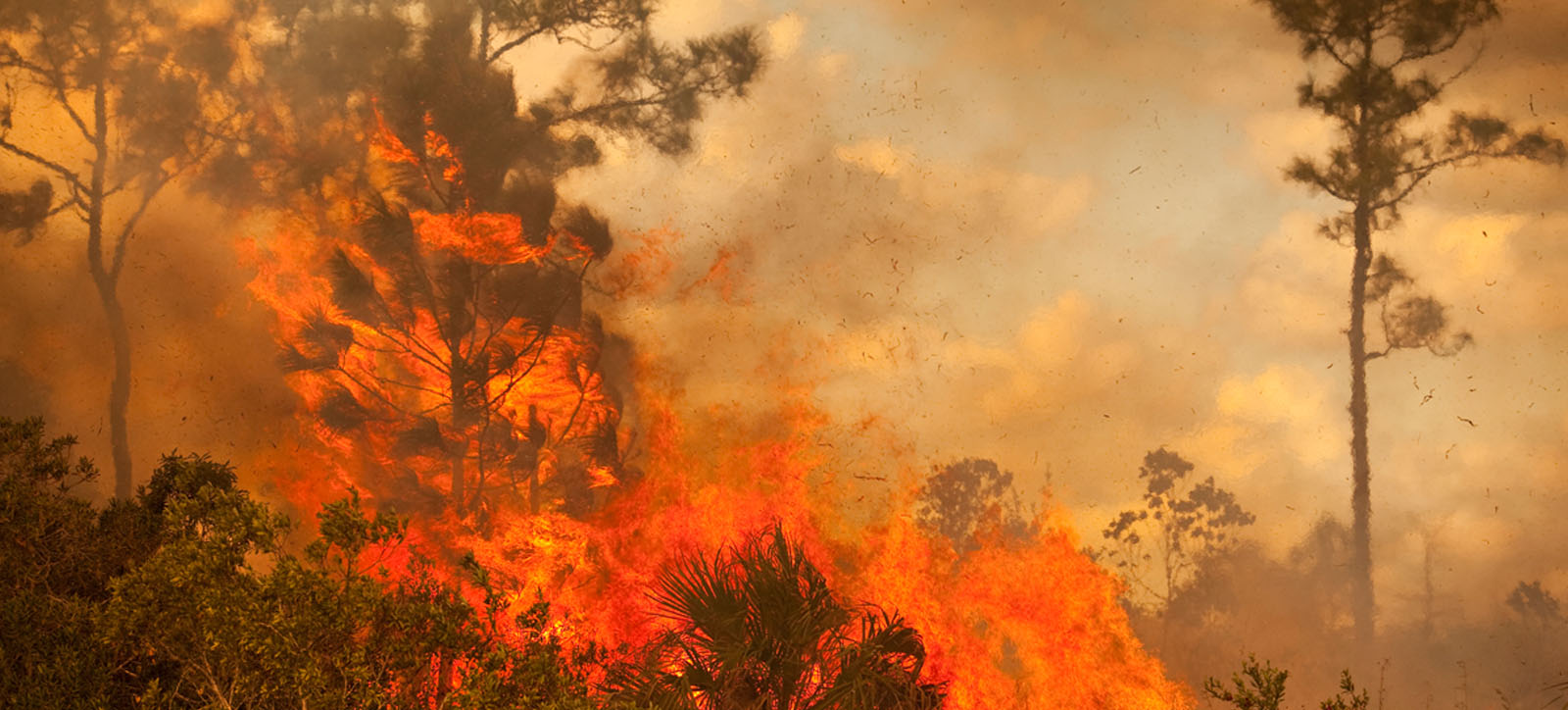 a wildfire a wildfire