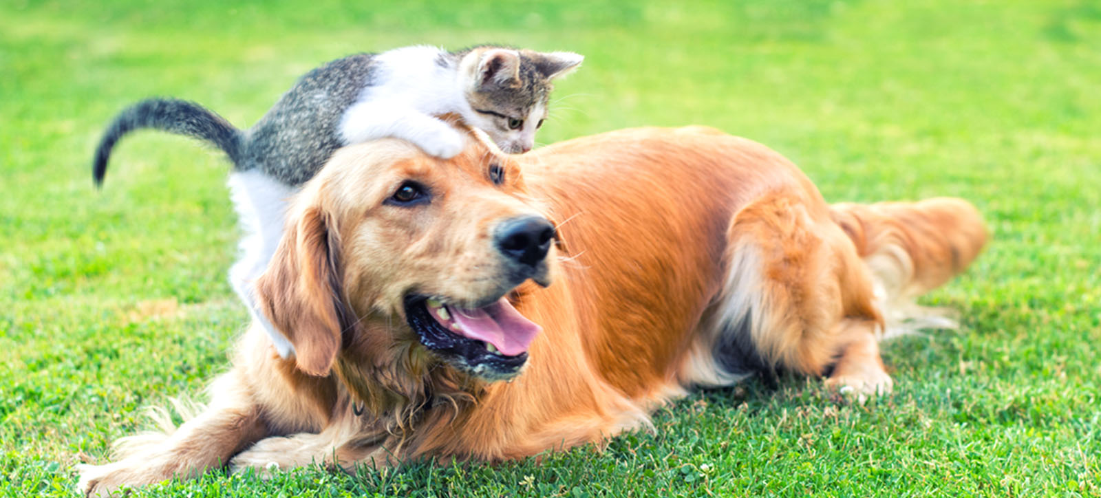 A tabby and white kitten climbing on the head of a golden retriever. A tabby and white kitten climbing on the head of a golden retriever.