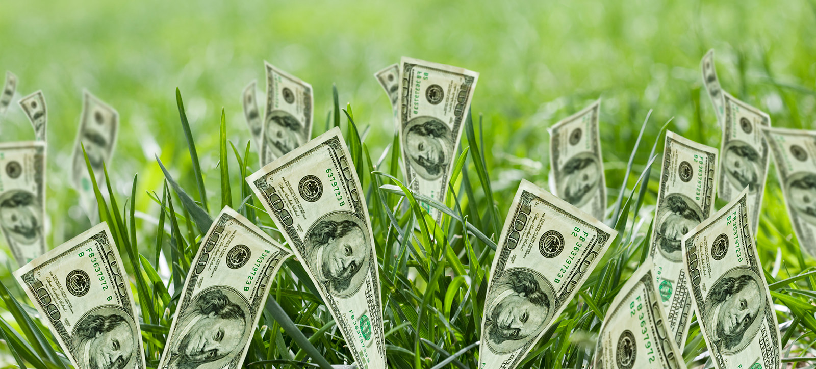 Dollar bills sprouting from a lawn of green grass.