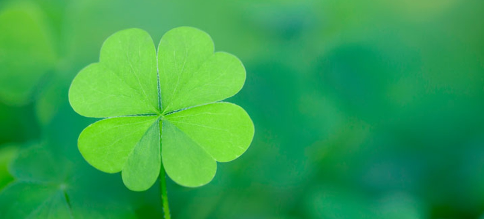 Four leaf clover depicting luck