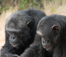 Chimpanzees at Sweetwaters Sanctuary Chimpanzees at Sweetwaters Sanctuary